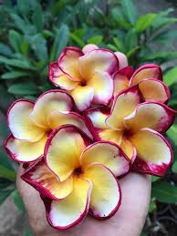 Santa S Gift Aka Kritt Delight Plumeria Plumeria For Sale Patio And Garden
