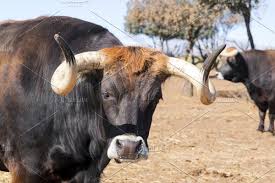 Oxen In Spanish Cattle Farm In 2020 Cattle Farming Cattle Cow Calf