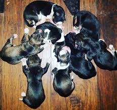 Your dog's labour should go smoothly, but it's useful to have help on hand to keep them calm and in case your dog runs into any complications. Signs Of Labor In Dogs Sled Dog Slow
