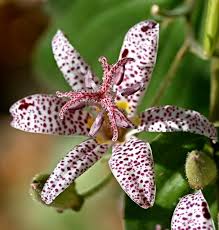 We did not find results for: 10 Perennials To Extend Your Garden S Summer Color