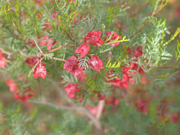 Image result for Dodonaea