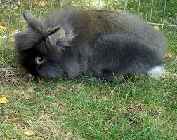 Cute liuttle dwarf lionhead rabbit on white. Black And White Lion Head Rabbit Wirral Merseyside Pets4homes