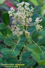 Image result for Zanthoxylum sp. A