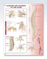 A bicycle brake reduces the speed of a bicycle or prevents it from moving. Anatomy And Injuries Of The Spine Chart 20x26 Spinal Injury Human Spine Anatomy