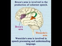 Difference Between Broca S Area And Wernicke S Area In The Brain Broca S Area Wernicke S Area Medical School Prep