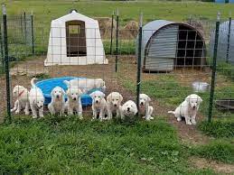 Litter Of 9 Akbash-pyrenees Mix Puppies For Sale In Garden City Mo Adn-39514 On Puppyfindercom Gender Males And Femal Akbash Dog Puppies For Sale Akbash