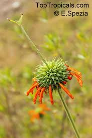 Image result for Leonotis nepetifolia