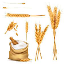 Pshenica Ushi Zerna I Muki V Meshok Vektor Kompleks Pshenica Roj Hlopya Png I Vektor Png Dlya Besplatnoj Zagruzki Wheat Vector Wheat Flour Image