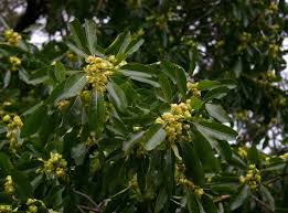 Image result for Uapaca guineensis
