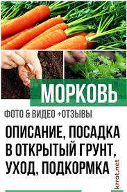 уход за огурцами в открытом грунте от посадки до урожая Morkov Opisanie Posadka V Otkrytyj Grunt Uhod Podkormka Foto Video Otzyvy Dacha Dom Ogorod Urozhaj P Vegetables Carrots Modern Farmhouse Exterior