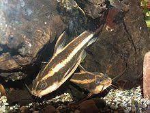 It may also be called southern striped raphael, talking catfish, chocolate doradid, chocolate catfish or thorny catfish. Striped Raphael Catfish Wikipedia