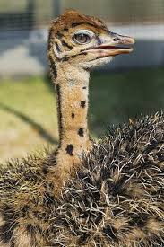 Pin On Wildlife Animals