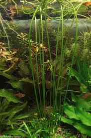 Image result for Nymphoides brevipedicellata