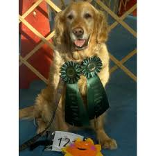 Puppy programs is an exciting new program. Akc Star Puppy