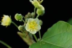 Image result for Wissadula