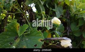 Image result for Momordica foetida