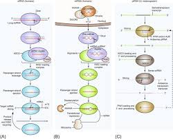 Dna mutation simulation answer key : Disease Related Mutation An Overview Sciencedirect Topics