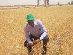 Check out our wheat plantation selection for the very best in unique or custom, handmade pieces from our shops. Yisa Partners With Lake Chad Research Institute Lcri On Youth Empowerment Through Local Production Of Wheat Youth Initiative For Sustainable Agriculture Yisa Nigeria