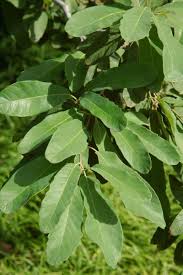 Mexican white oak quercus polymorpha tree size: Dirt Doctor Library Topics