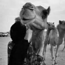 Pin By Ashwaq On افتار Photo Quotes Profile Picture Cool Words