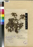 Image result for Albizia glaberrima