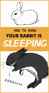 Sleep Habits Of Pet Rabbits Pet Bunny Rabbits Pet Rabbit Pet Rabbit Care