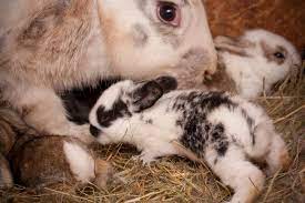 Rabbit Pregnancy Symptoms Stages And Care