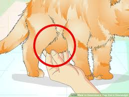 How To Determine If Your Cat Is Overweight 12 Steps