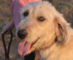 All of our breeding dogs live in our homes or approved guardian homes. Labradoodle Puppy For Sale Adoption Rescue For Sale In San Antonio Texas Classified Americanlisted Com