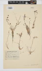 Image result for Limosella capensis