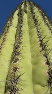 Desert cacti live in arid regions that get very little precipitation. Saguaro Cactus Arizona Cacti Spiky Free Image From Needpix Com