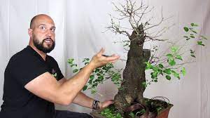 So the goal is get all of the leaves down to the smaller leaf size. Bonsai Defoliation Pruning Leaves To Induce New Growth Bonsai Empire