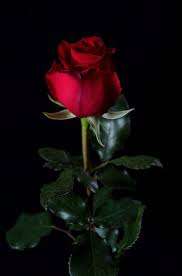 Flower Ecuador Rosas Roses Cayambe Edenroses Love Rose Flower Beautiful Rose Flowers Rose Flower Pictures