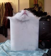 So you could maybe anchor or just stick on one end at the top of the drawers, run it down the face of the. I May Have Just Taken The Most Important Cat Photo Cats