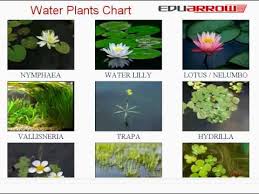 Water Plants Chart