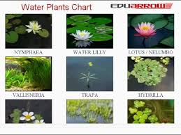 water plants chart