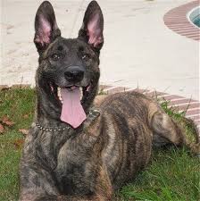 Depending on its coat, the dutch shepherd … Dutch Shepherd History Dutch Shepherd Dog Shepherd Dog Breeds Dog Breeds