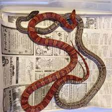 Check spelling or type a new query. Aztec Corn Snake Novocom Top