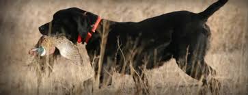 The german shorthaired pointer is a healthy dog breed. German Shorthaired Lab Mix Gsp Labrador Hybrid Hunting Dogs