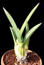 Image result for Eulophia