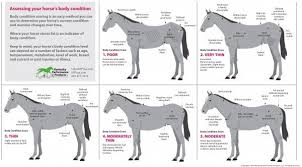 How To Evaluate Your Horse S Weight Kpp Horse Weight Horses Horse Health