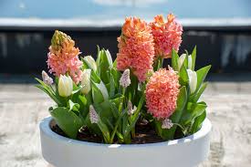 Image result for Criscianthus