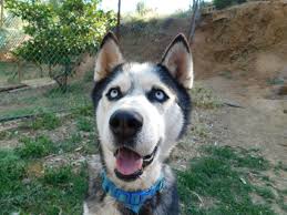 Our dogs can be adopted at one of our adoption clinics or in the home of the foster family. Sled Dog Rescue Non Profit Organisation We Help Sled Dogs In Need