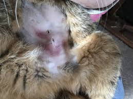 Female cats can start having kittens as early as 4 months old! Cat Spay Healing Properly Thecatsite