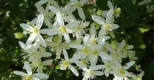 We did not find results for: Sweet Autumn Clematis A Picture Story From Pakistan Scented Home Garden