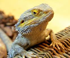 Are bearded dragons good pets? and while what defines a good pet lies in somewhat of a grey area, there are definitely some universal qualities most people look for when it comes to bringing home a new member of the family. Do Bearded Dragons Make Good Pets Baby Bearded Dragon Bearded Dragon Care Pet Watching