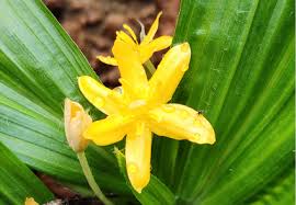 Image result for Hypoxidaceae