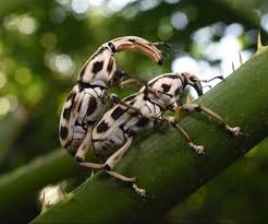 Image result for Disa zimbabweensis