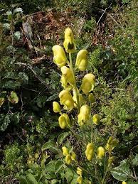 Aconitum Anthora Monkshood Yellow Flowering Plants Plants Shade Garden