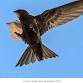 Spotting Swifts around Inverness Castle & Town Centre